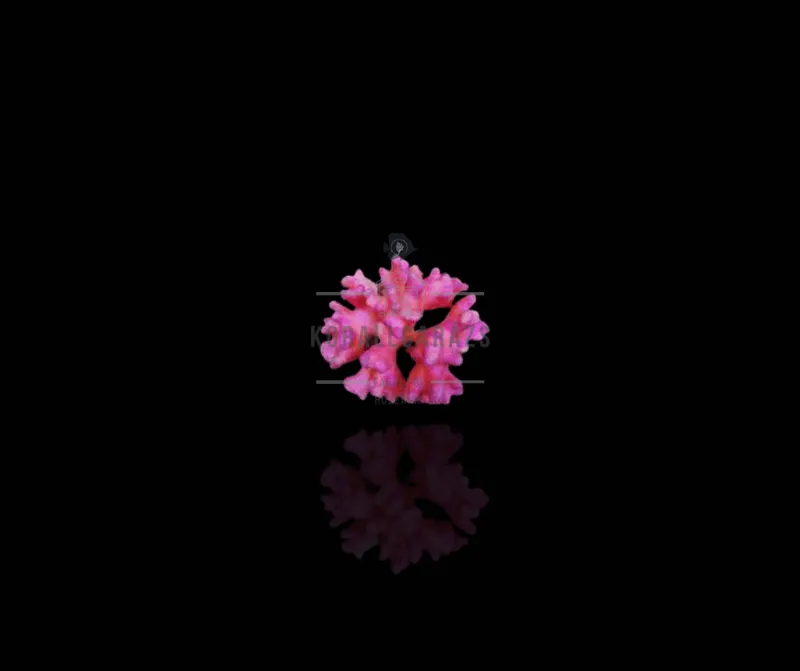 Stylophora Pistillata (Pink Tonga)